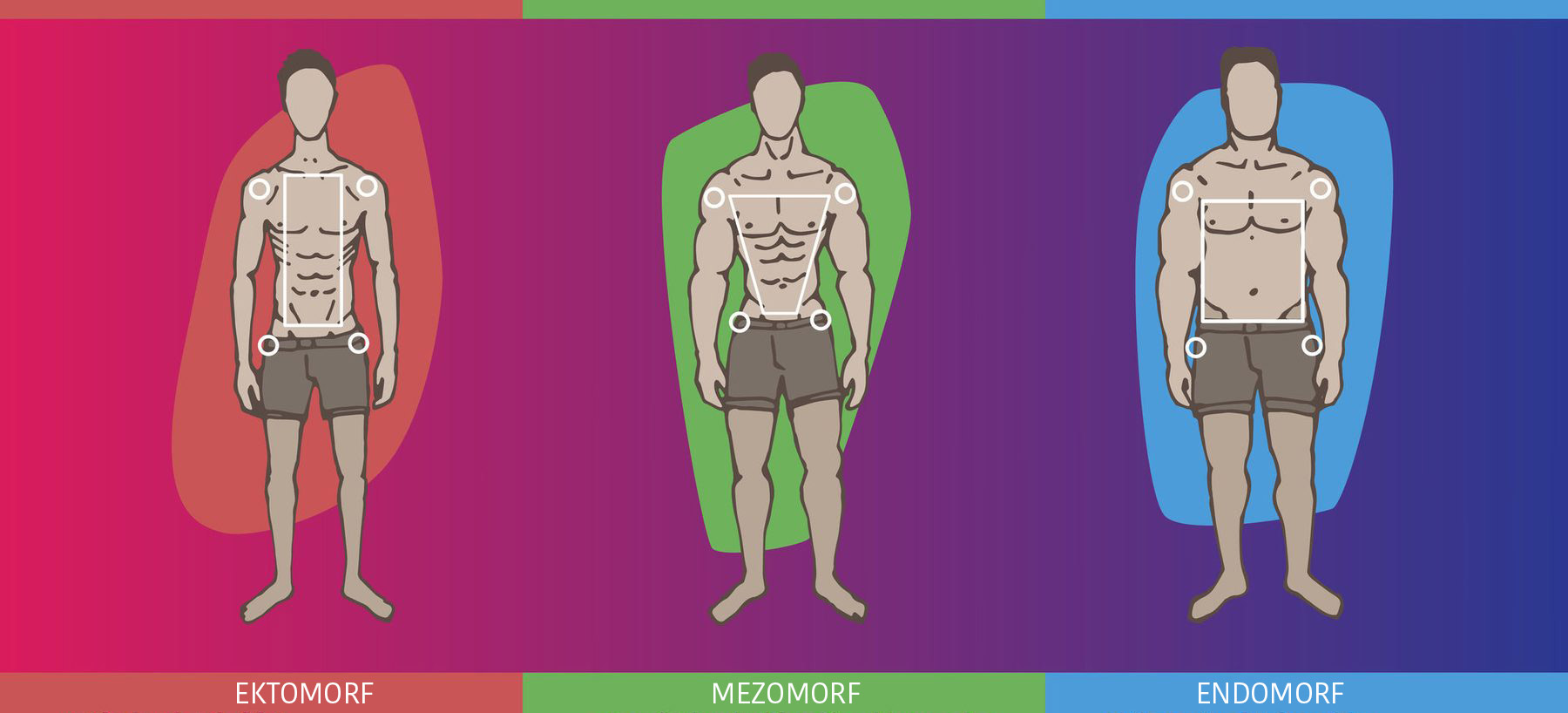 ektomorf-mezomorf-endomorf